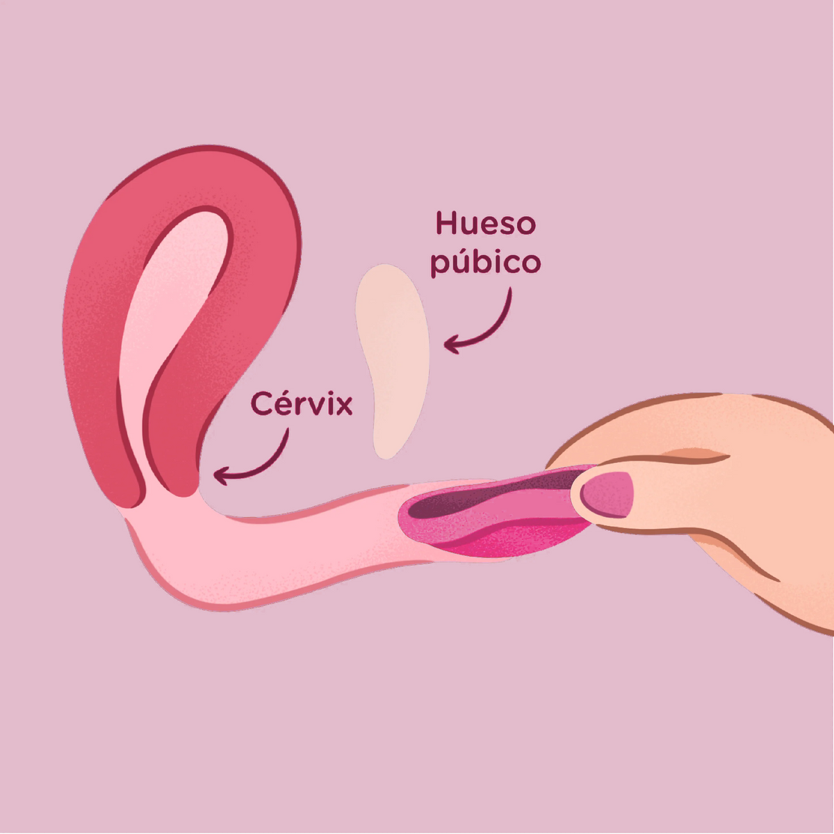 Ilustración: inserta el Disco LOOP Hibiscus hacia atrás y abajo